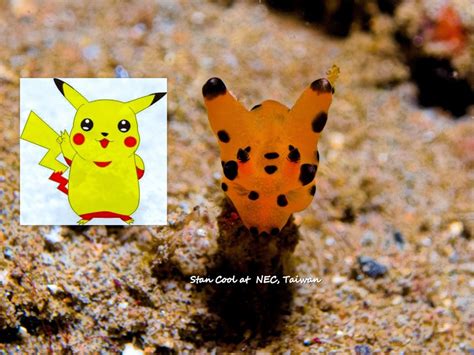 pokemon nudi|pikachu nudibranch size.